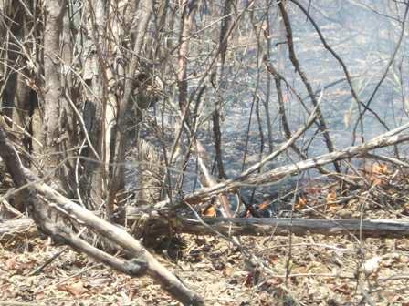 O incêndio chegou próximo de atingir o Parque Nacional da Serra da Capivara