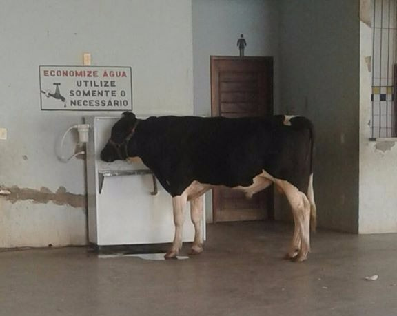 Vaca Bebendo
