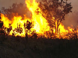 A Prefeitura tem feito esforços para combater e prevenir a prática ilegal das queimadas