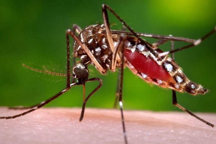 Casos de dengue permanecem