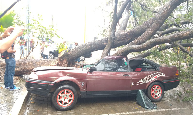 árvore cai em cima de carro fortes chuvas parnaíba