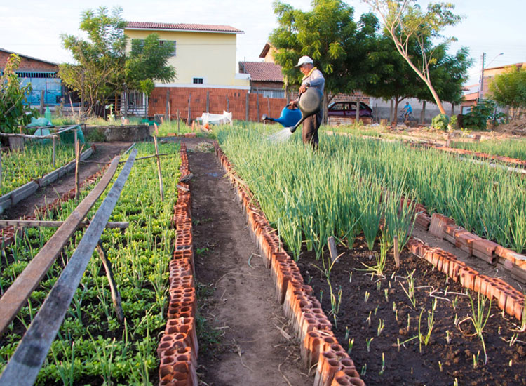 projeto de recuperação de hortaliças prejudicadas pelas chuvas em Teresina